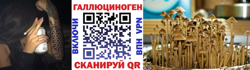 где найти наркотики  Петров Вал  Псилоцибиновые грибы мухоморы 